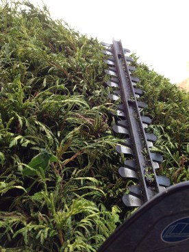 Hedge trimming