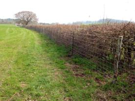 stock fencing