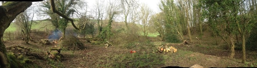 After - wood regeneration