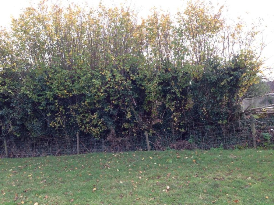 Hedge before