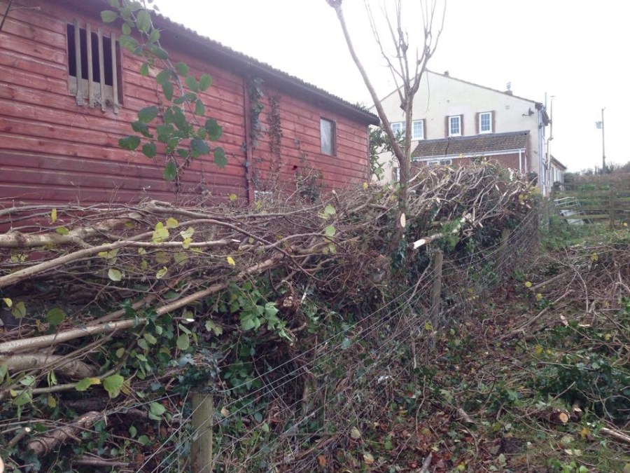 Hedge laying after